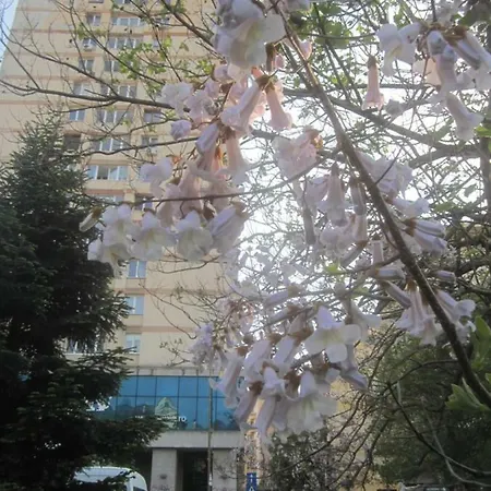 The Location * Bucharest