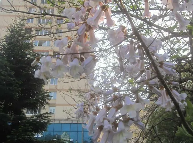 The Location * Bucarest